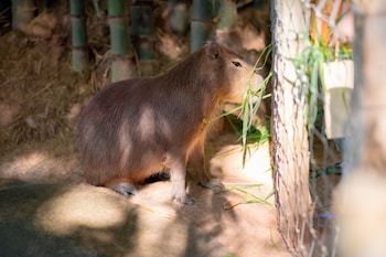 thammachatphan farm