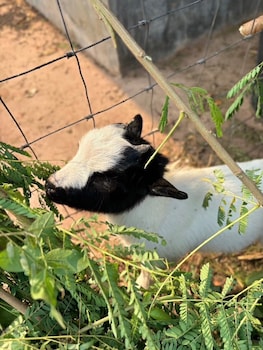 thammachatphan farm