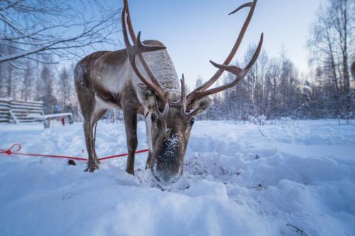 rovaniemi