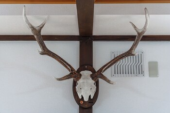 king deer