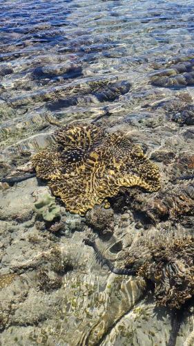 eagles nest beach resort samal island