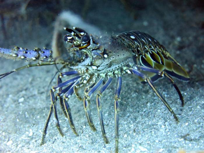 ocean lovers taganga dive centerand hostel