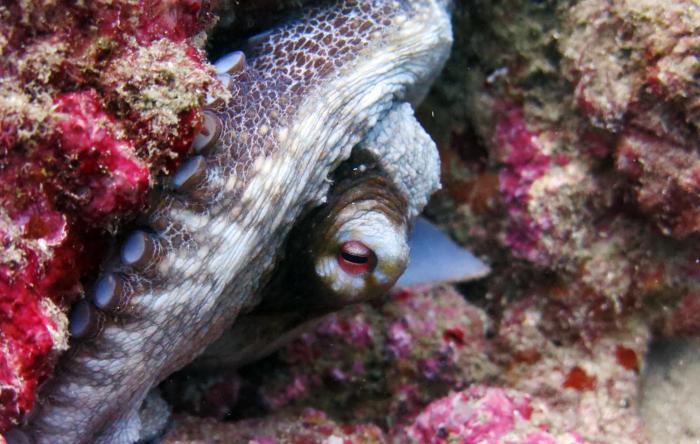 ocean lovers taganga dive centerand hostel