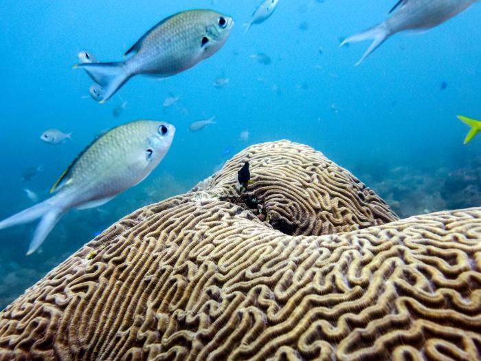 ocean lovers taganga dive centerand hostel