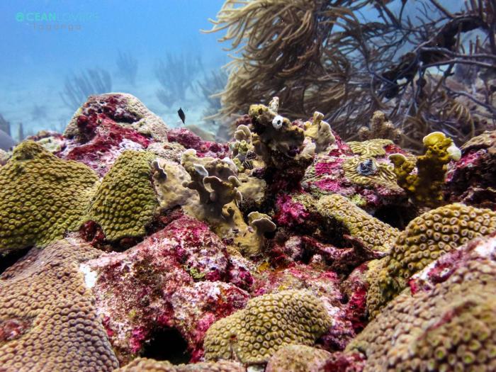 ocean lovers taganga dive centerand hostel