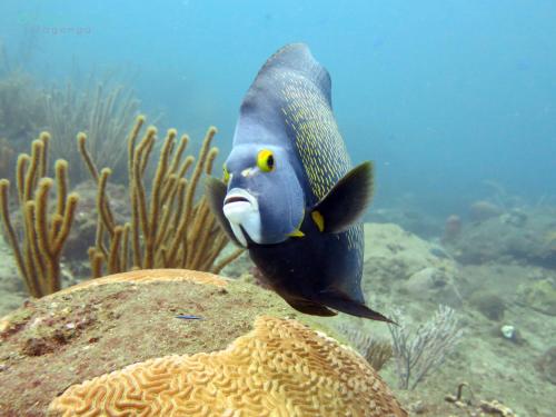 ocean lovers taganga dive centerand hostel