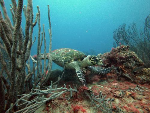 ocean lovers taganga dive centerand hostel