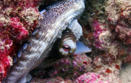 ocean lovers taganga dive centerand hostel