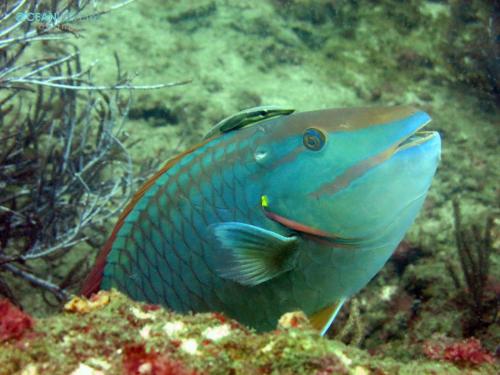 ocean lovers taganga dive centerand hostel