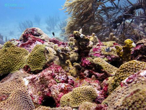 ocean lovers taganga dive centerand hostel