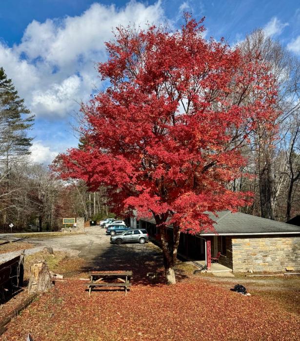 parkview lodge and cabins
