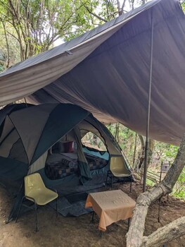 wild paradise camp
