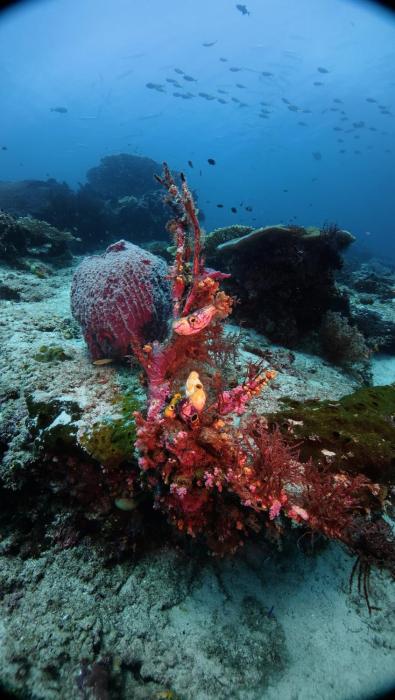 arborek dive homestay