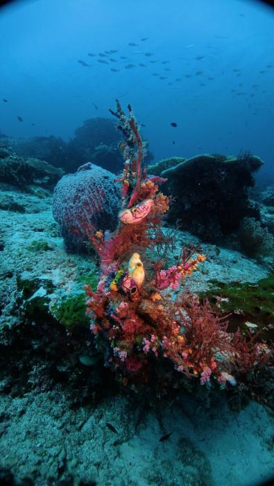 arborek dive homestay