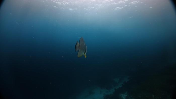 arborek dive homestay