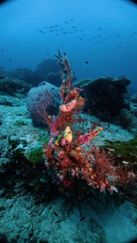 arborek dive homestay