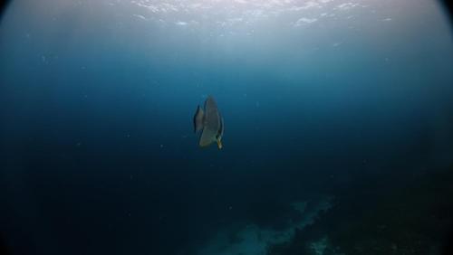 arborek dive homestay
