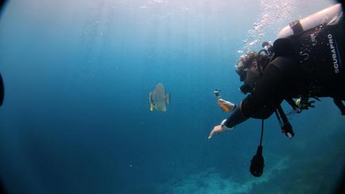 arborek dive homestay