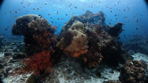 arborek dive homestay
