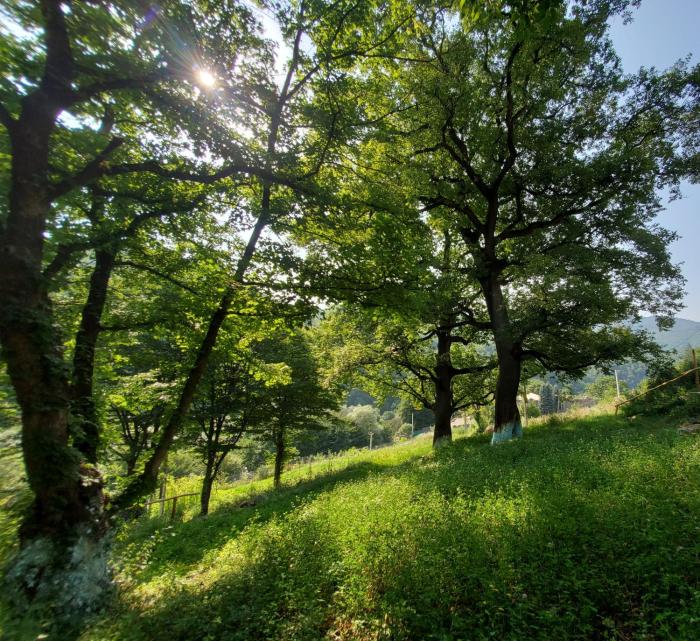 vahagnadzor