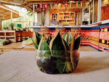 el nido