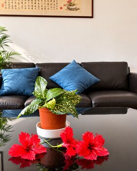 My Wailoaloa Apartment,,4 star