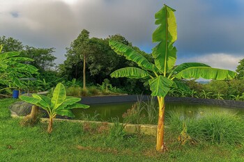 greenheart garden view camp phuket