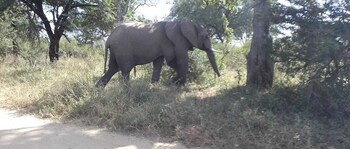 elephant memories safari lodge