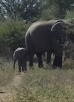 Elephant Memories Safari Lodge,,3 star