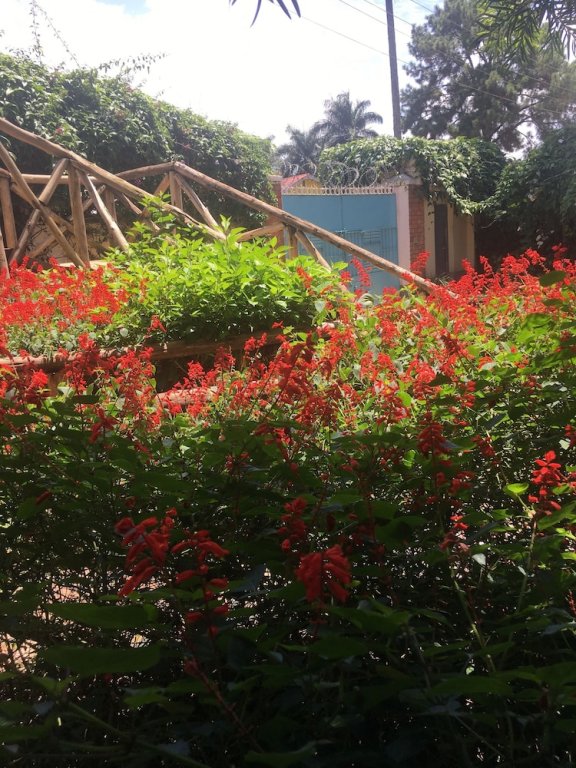 african roots entebbe