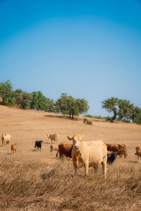 herdade do carregoucal