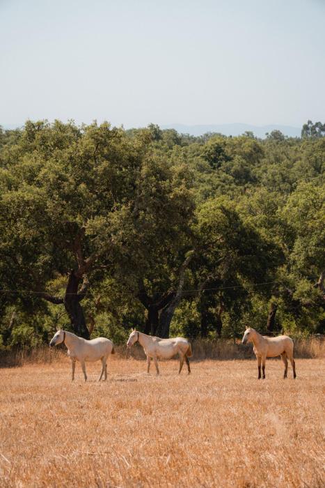 herdade do carregoucal