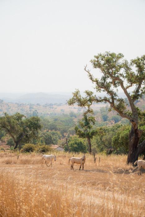 herdade do carregoucal