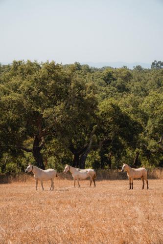 herdade do carregoucal