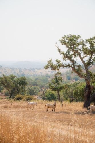 herdade do carregoucal