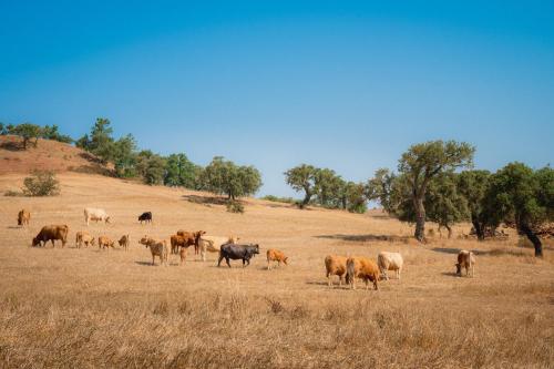 herdade do carregoucal
