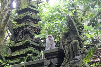 vila padma bali a trishula collection