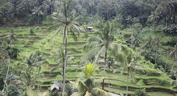 vila padma bali a trishula collection