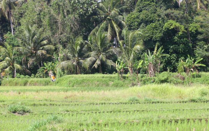 ubud