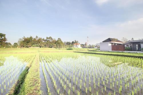 ubud