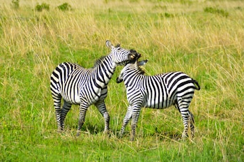 Malaika Mara River Migration Camp,,3 star