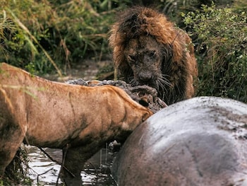 malaika mara river migration camp