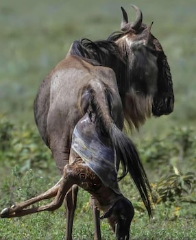 malaika mara river migration camp