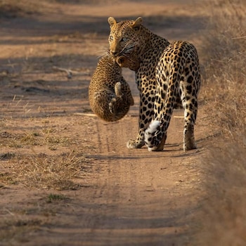 malaika mara river migration camp