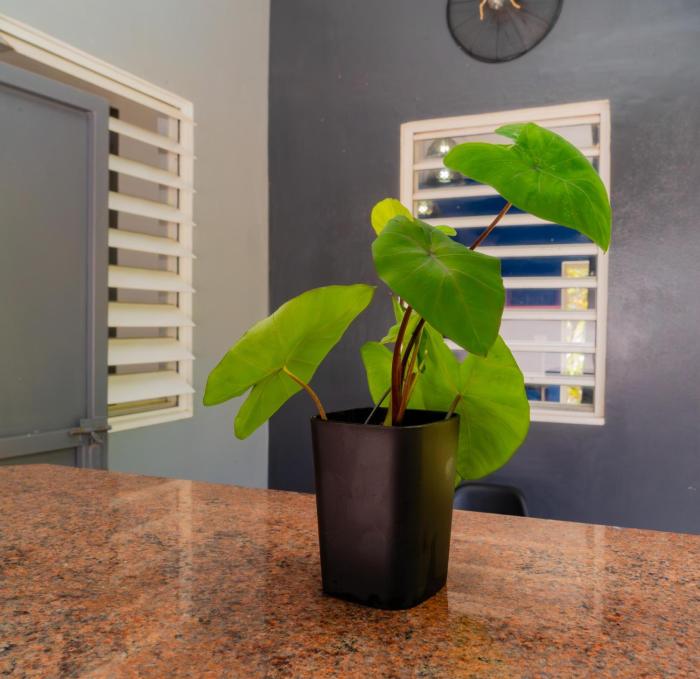 cattleya guest house
