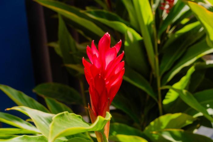 cattleya guest house