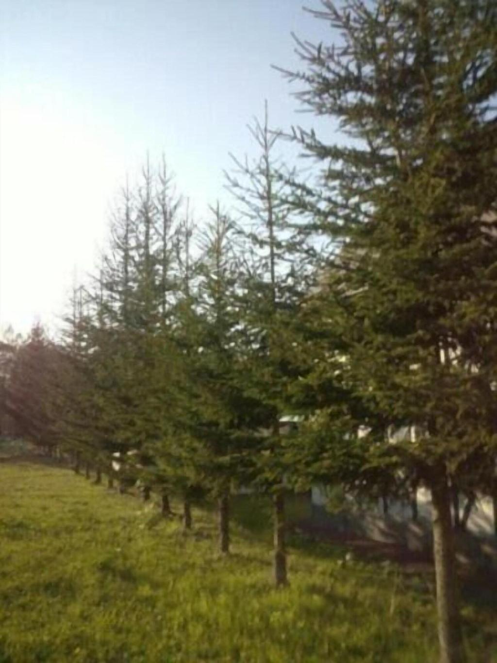 petit hotel gracey tomamu