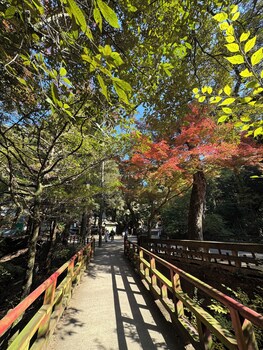 nara kasuga kanoya