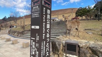 nara kasuga kanoya