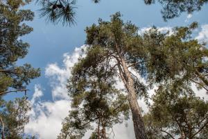 pine view boutique hotel adults only